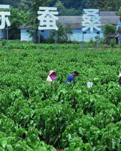 Workers in field